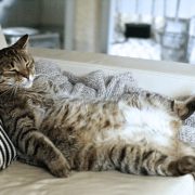 Itt egy újabb magyar startup - Lazy Félix története