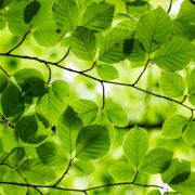 MNB Zöld program: bemutatták a tavaly indított Biodiverzitás projekt eddigi eredményeit