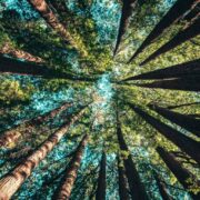 fenntarthatóság, forrás: unsplash.com