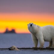 konferencia_illusztráció_polar_bear, forrás: freepik